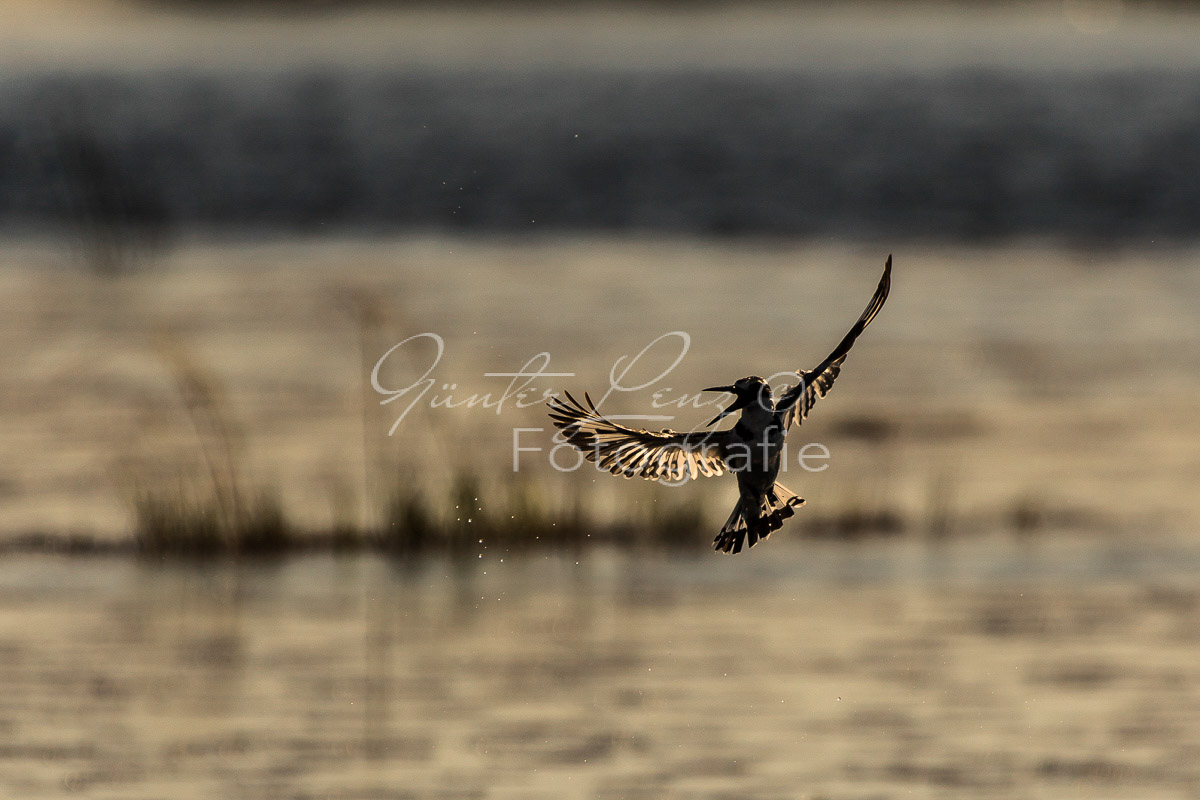 Grauer Eisvolgel (Ceryle rudis),