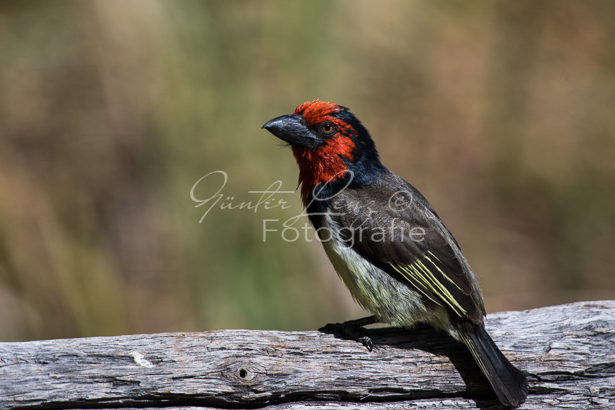 Halsband-Bartvogel (Lybius torquatus), 