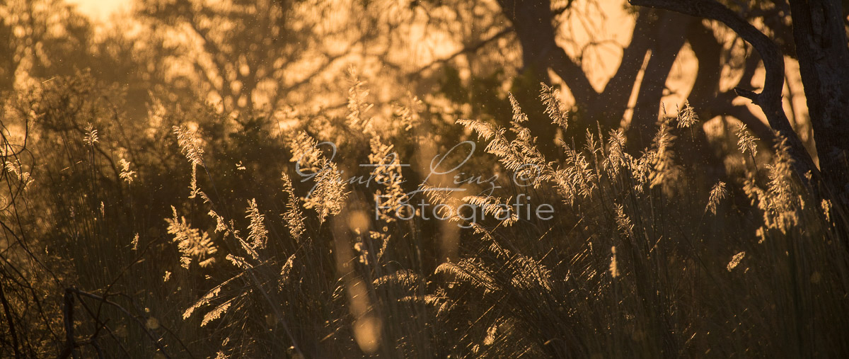 Moremi Gamereserve,