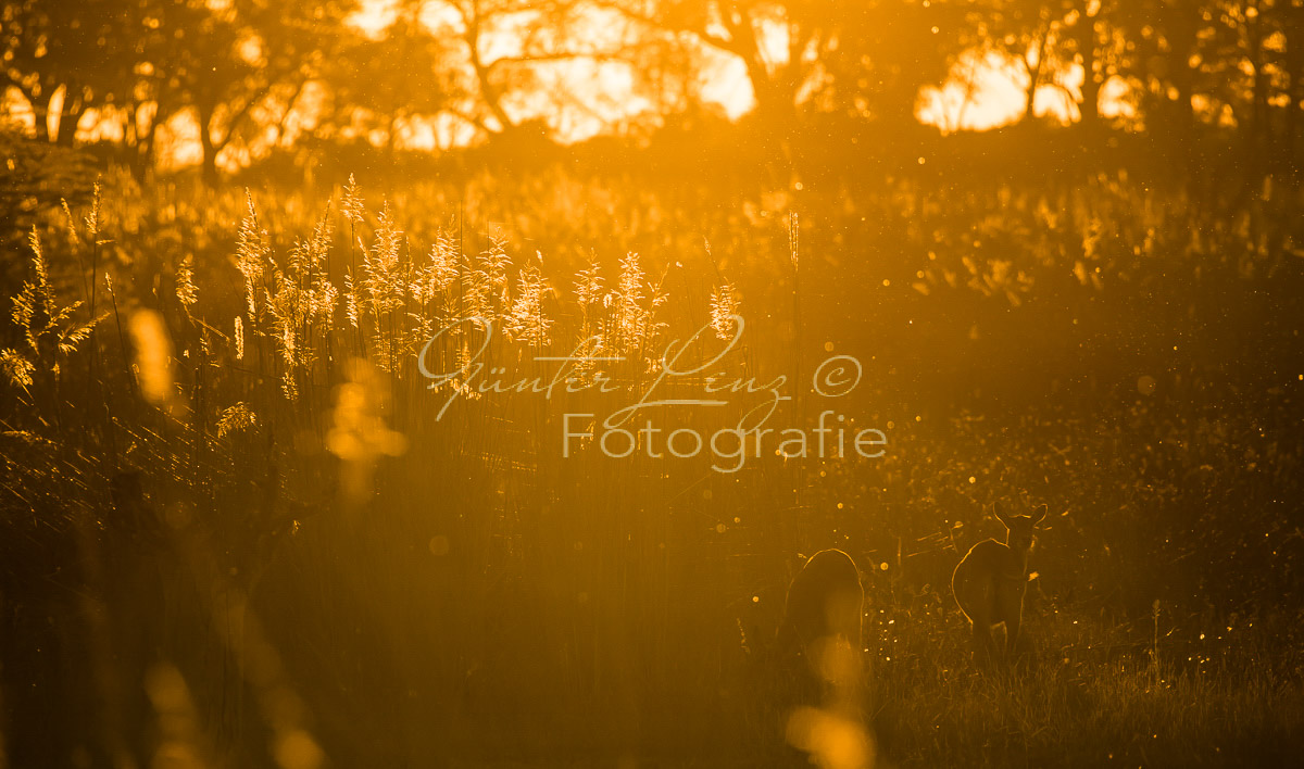 Moremi Gamereserve,