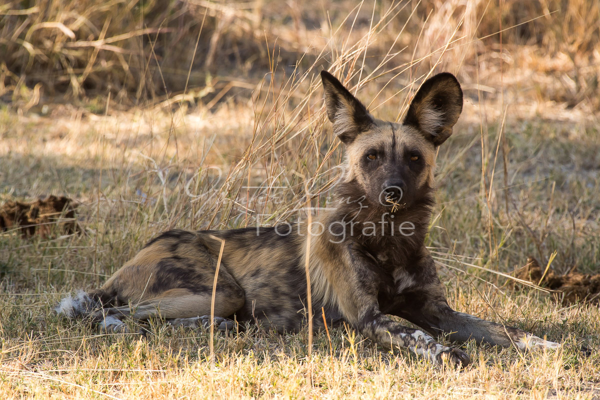 Afrikanischer  Wildhund (Lycaon pictus)