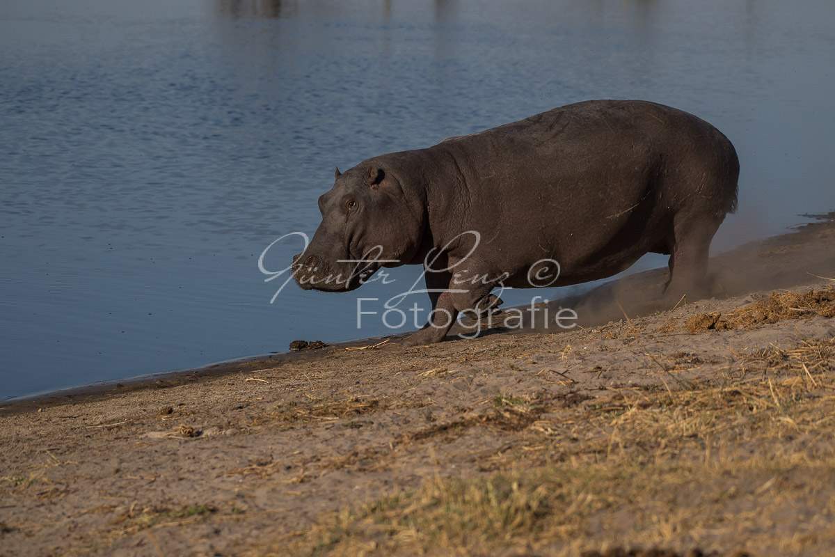 Flußpferd, (Hippopotamus amphibius)