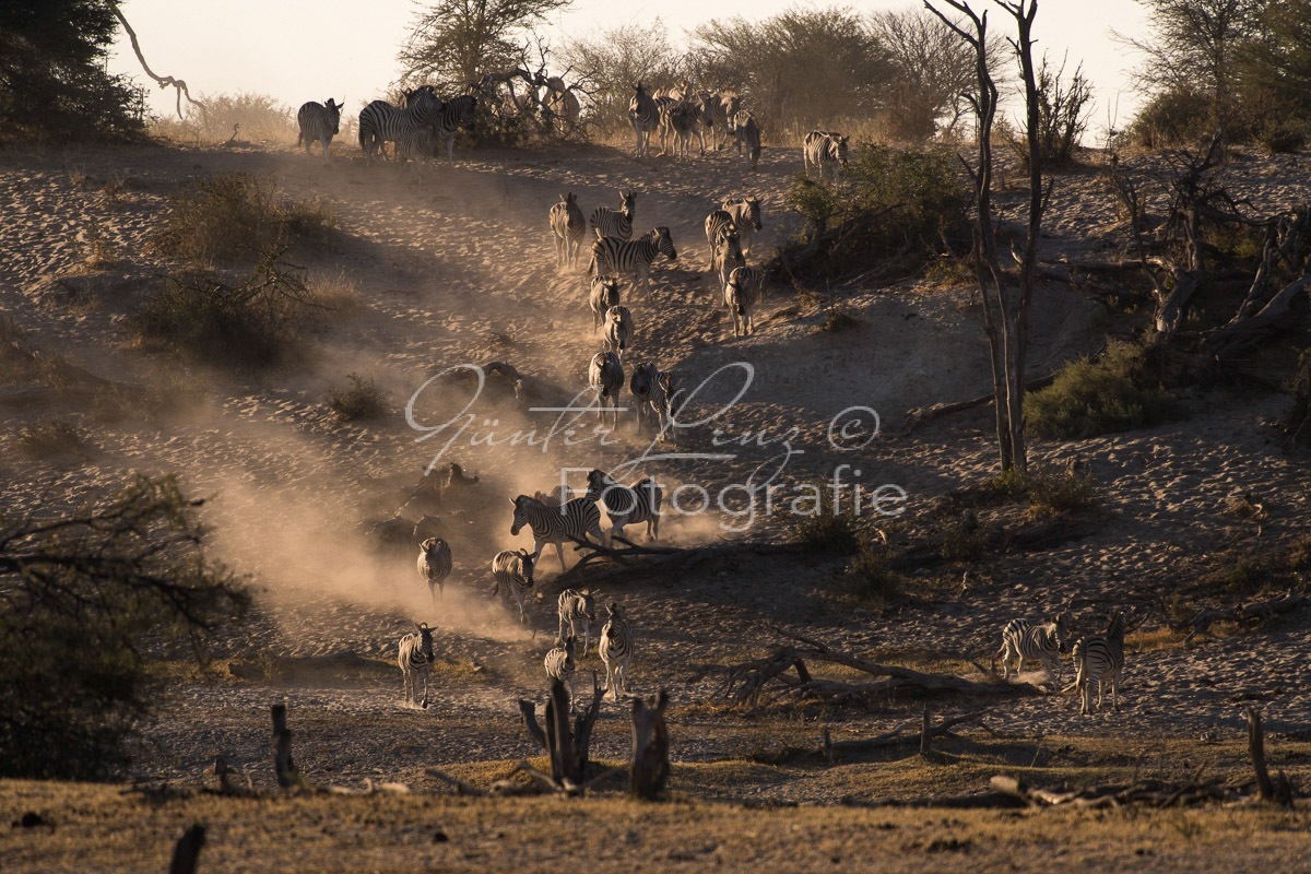 Zebra, Steppenzebra (Equus quagga), Chobe