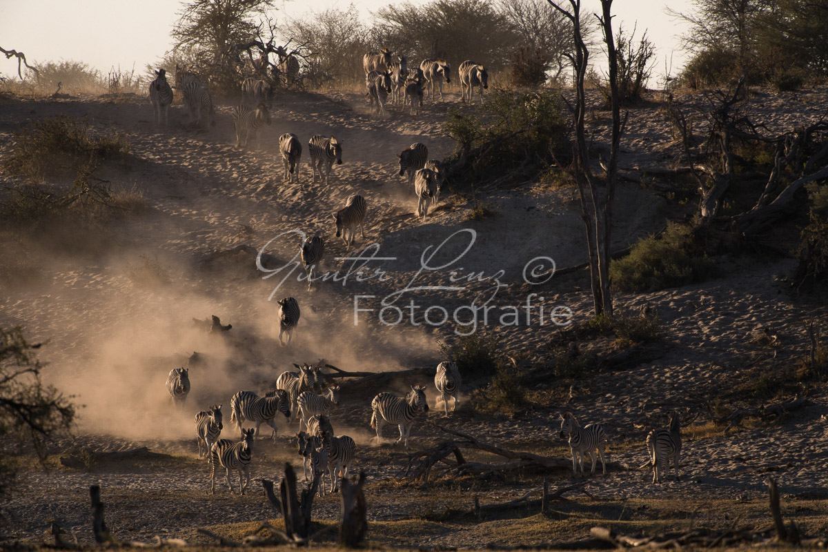 Zebra, Steppenzebra (Equus quagga), Chobe