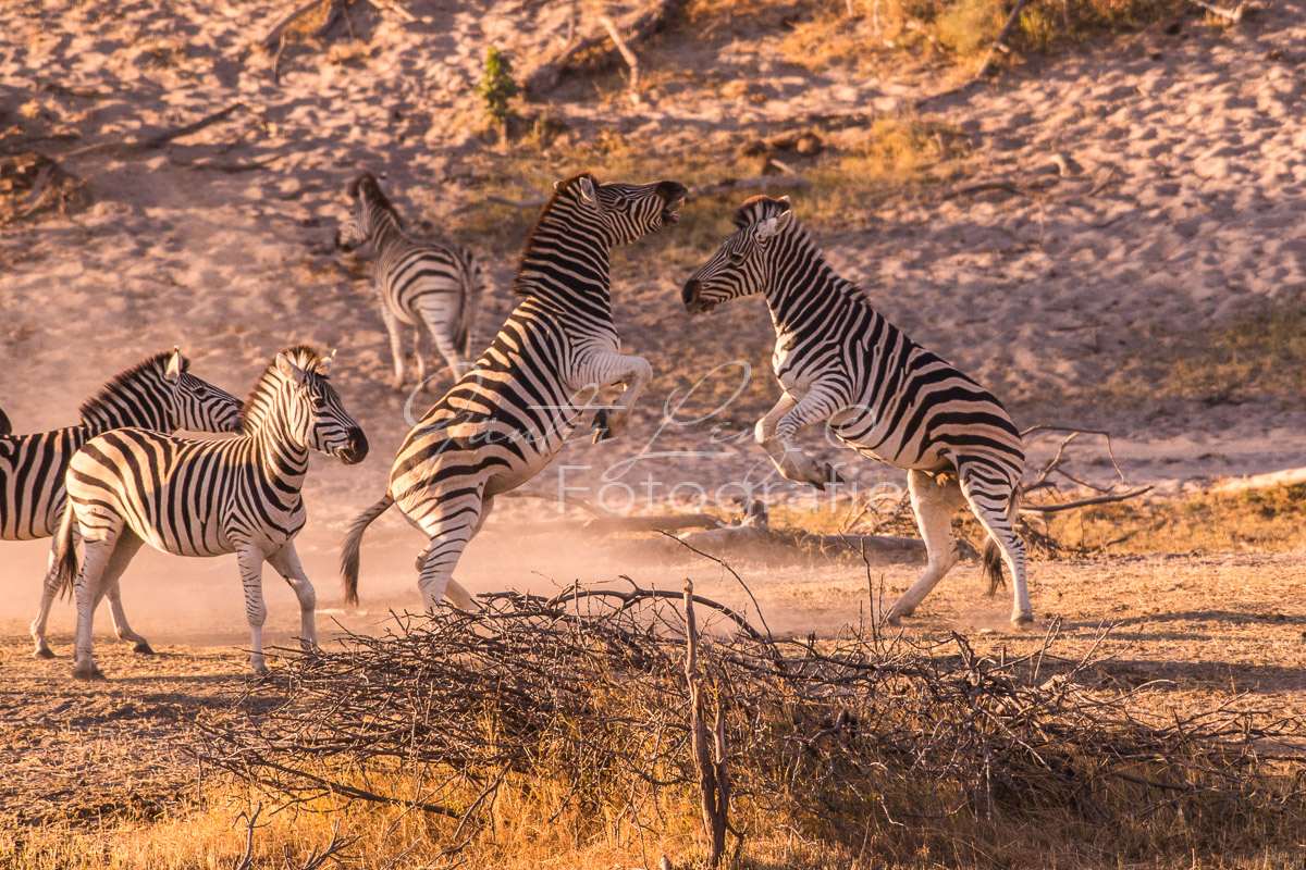 Zebra, Steppenzebra (Equus quagga), Chobe