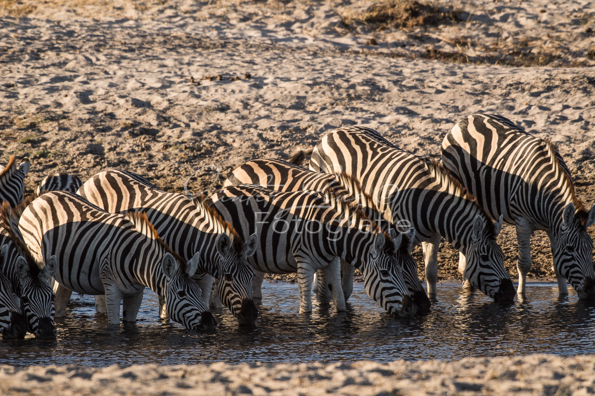 Zebra, Steppenzebra (Equus quagga), Chobe