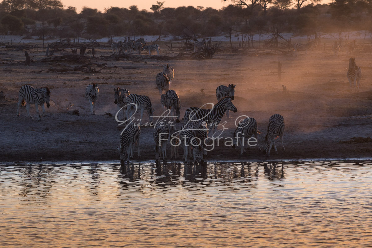 Zebra, Steppenzebra (Equus quagga), Chobe