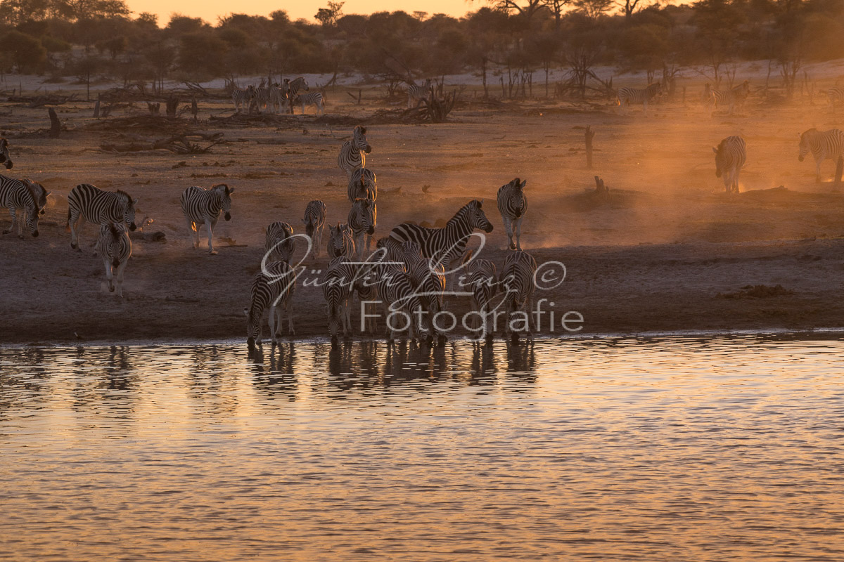 Zebra, Steppenzebra (Equus quagga), Chobe