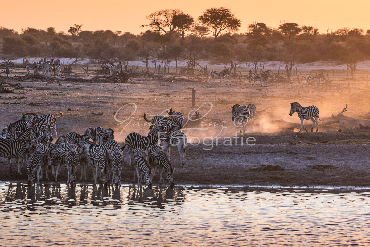 Zebra, Steppenzebra (Equus quagga), Chobe