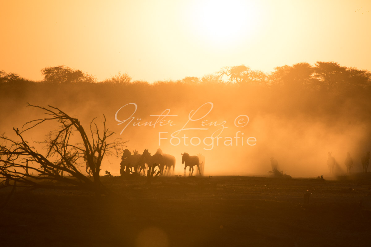 Zebra, Steppenzebra (Equus quagga), Chobe