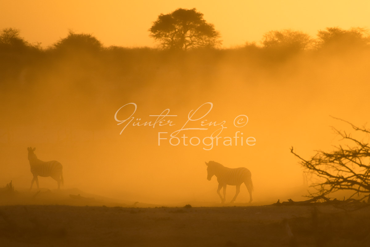 Zebra, Steppenzebra (Equus quagga), Chobe