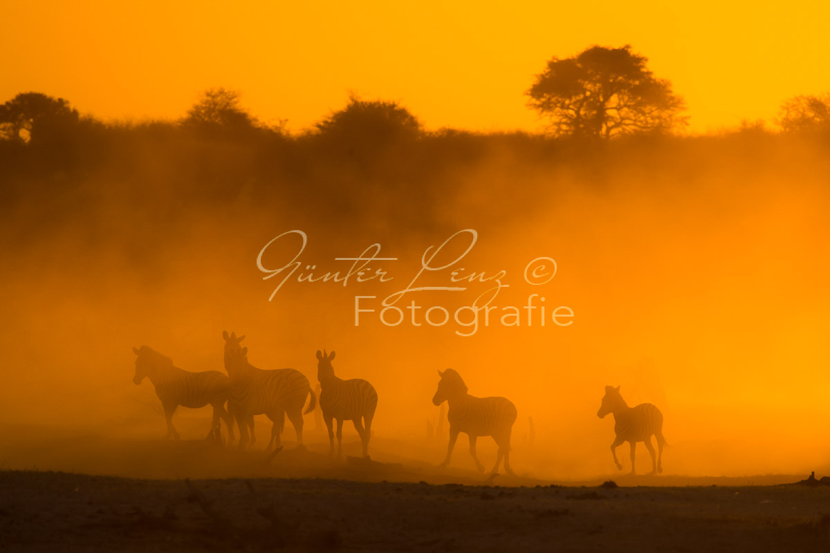 Zebra, Steppenzebra (Equus quagga), Chobe