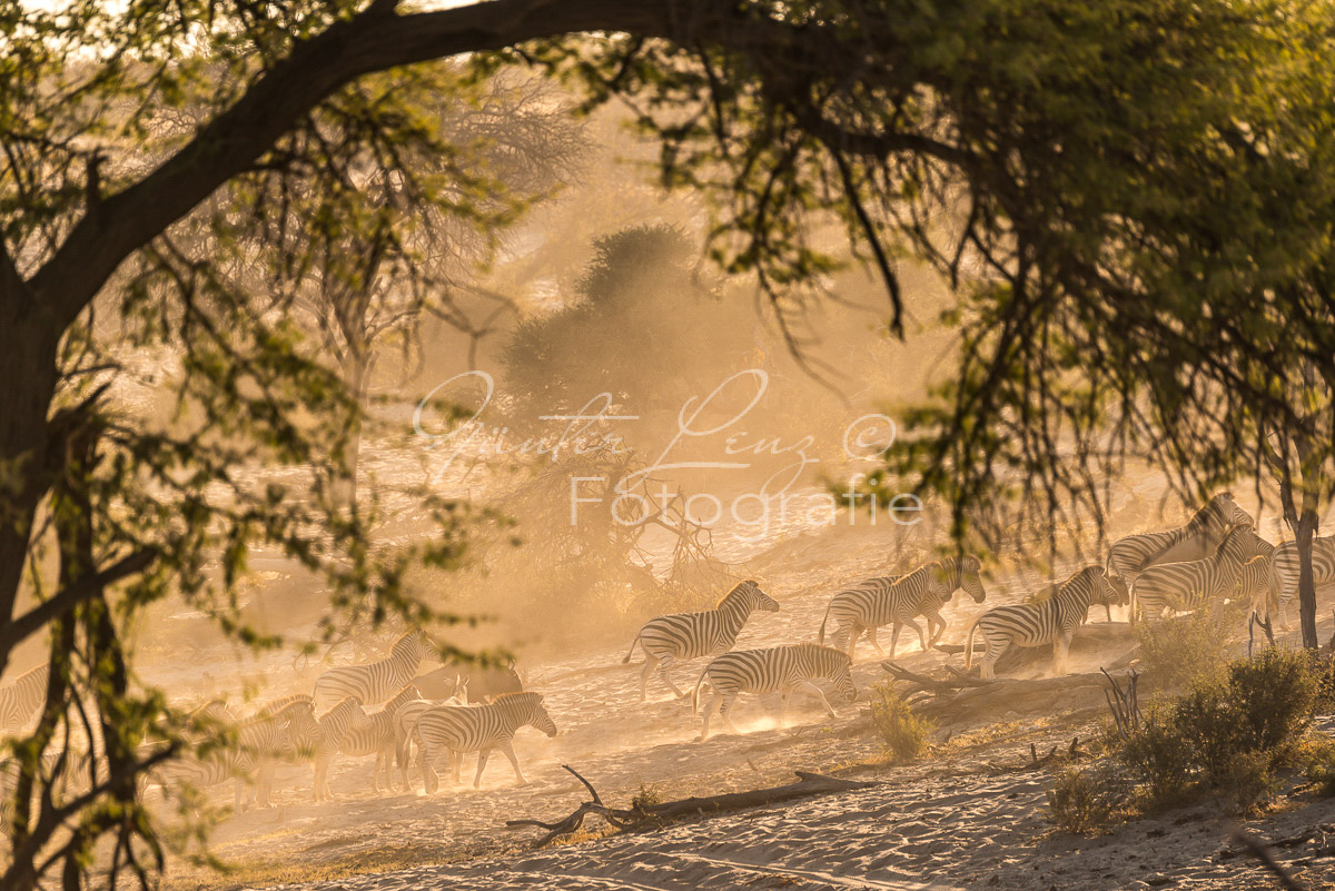 Zebra, Steppenzebra (Equus quagga), Chobe