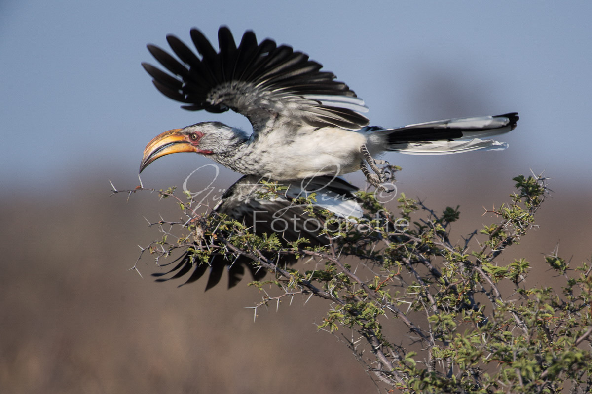 Gelbschnabeltoko, (Tockus leucomelas)