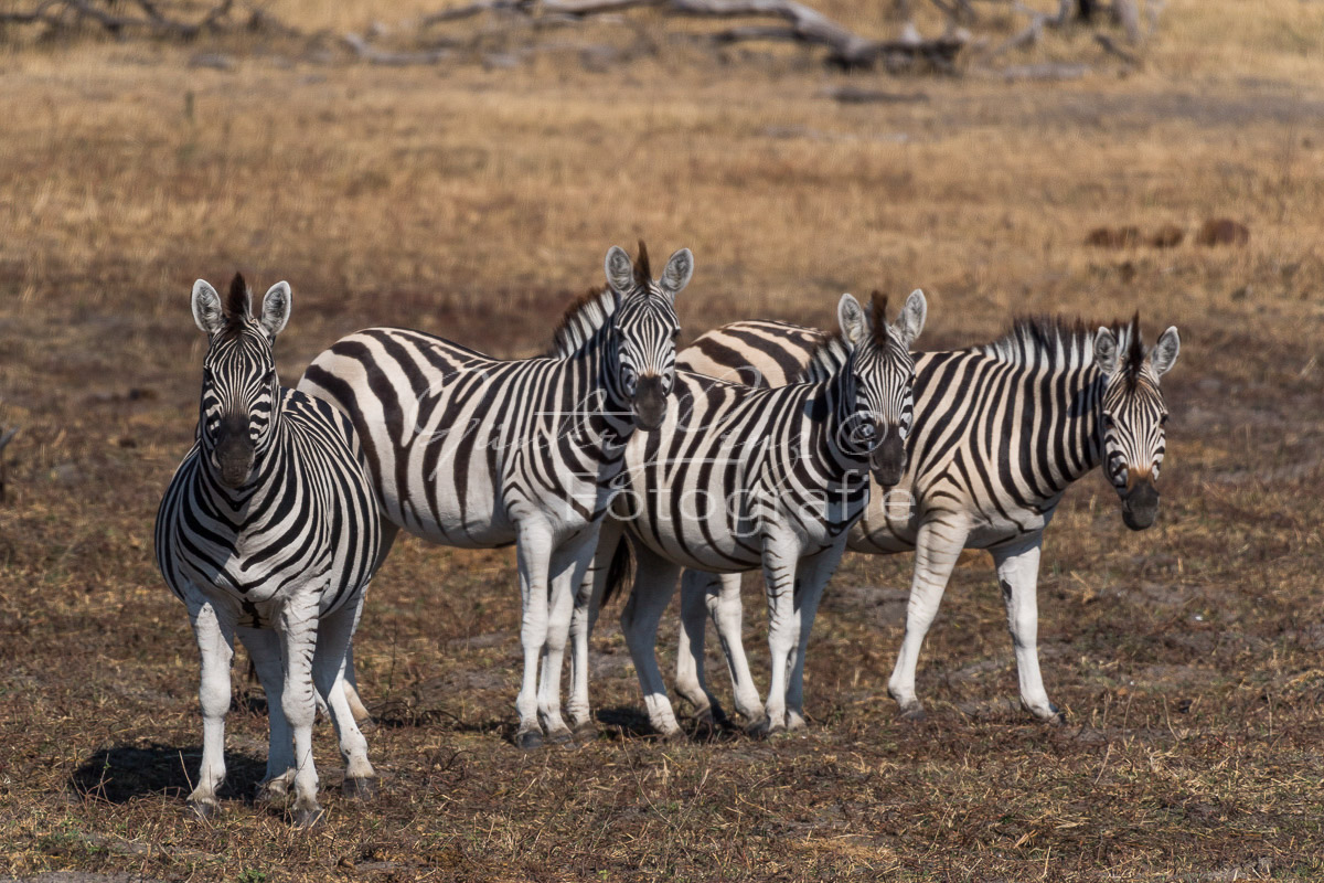 Zebra, Steppenzebra (Equus quagga), Chobe