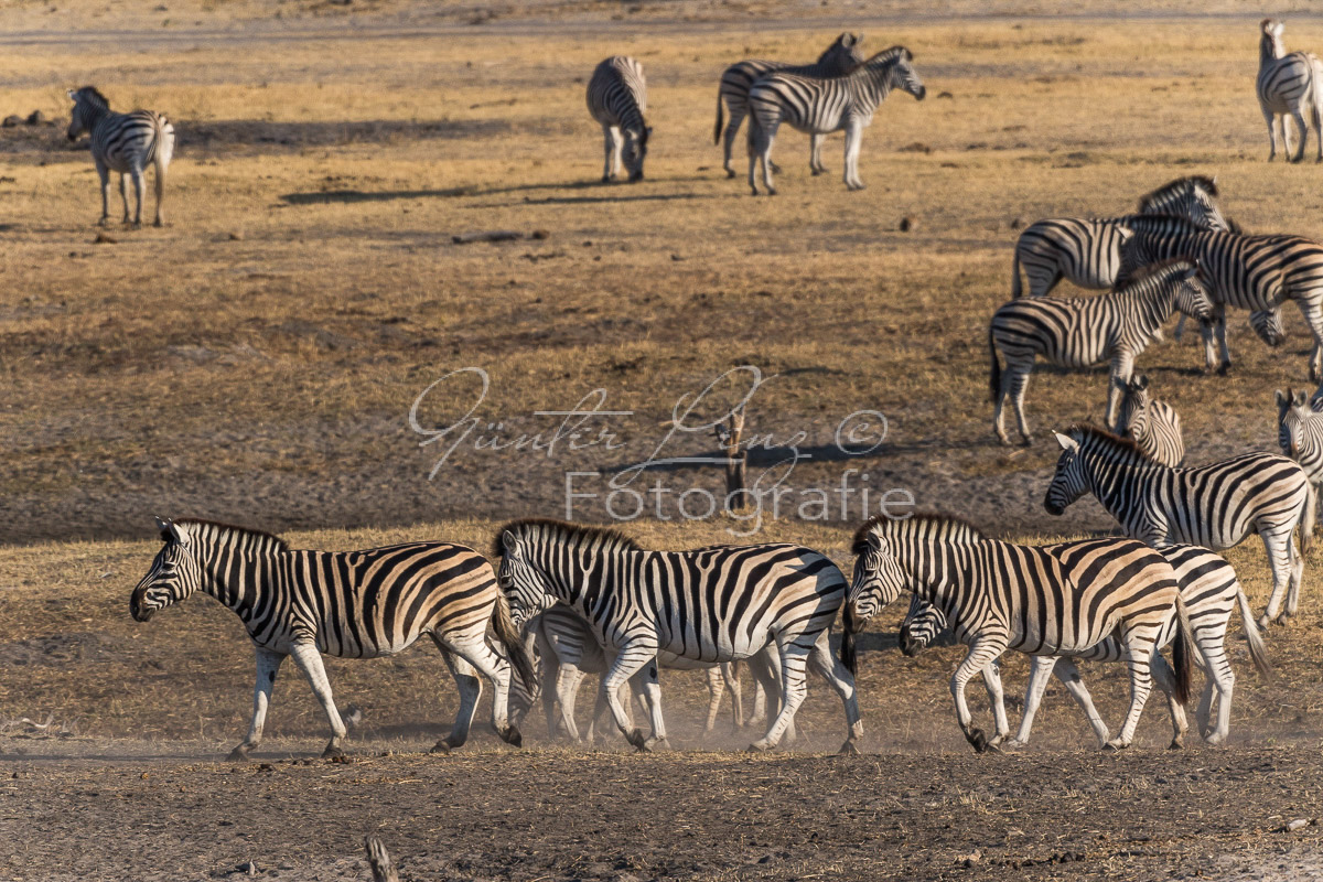 Zebra, Steppenzebra (Equus quagga), Chobe