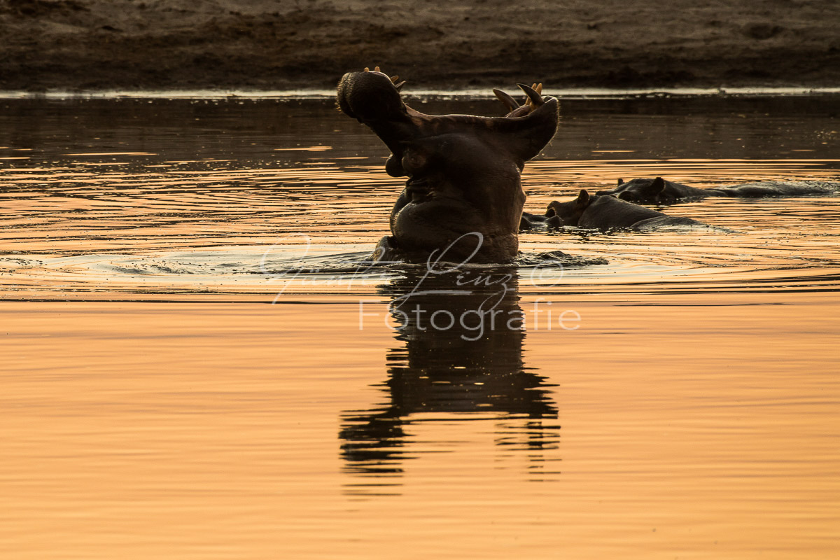 Flußpferd, (Hippopotamus amphibius)