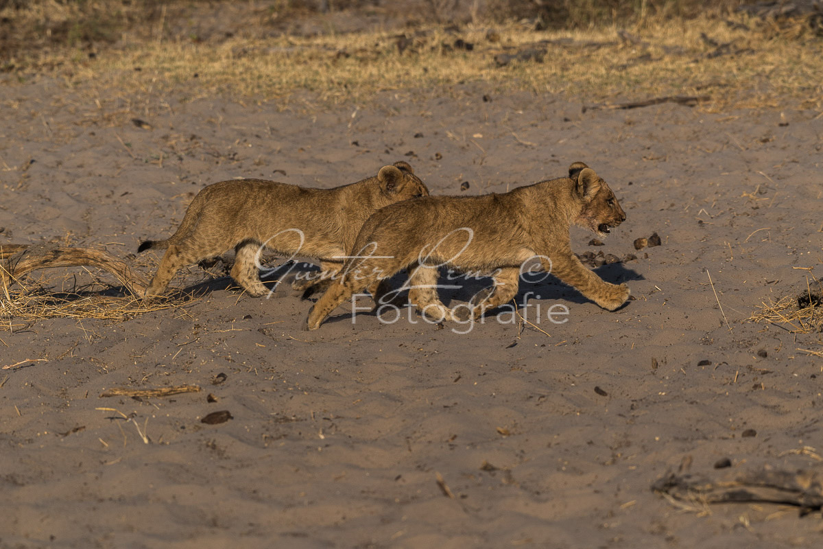 Löwe (Panthera leo)