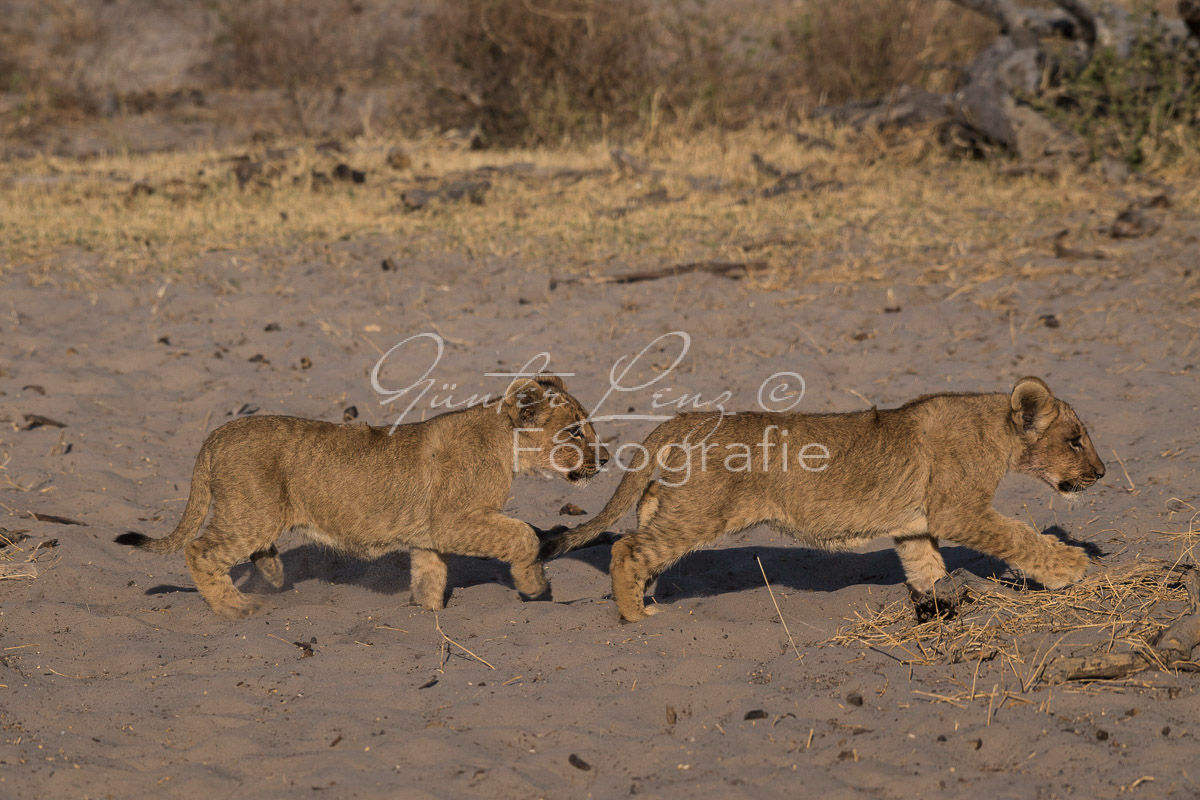 Löwe (Panthera leo)