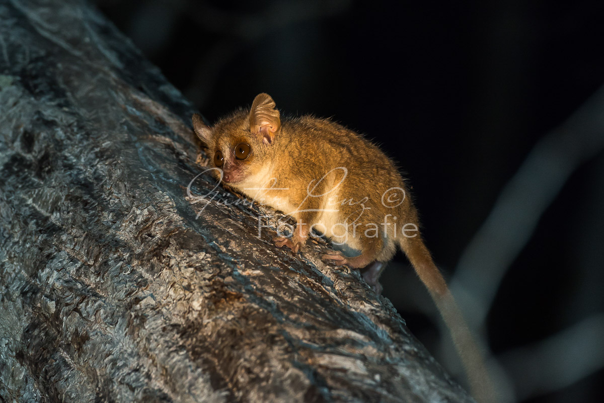 Grauer Mausmaki (Microcebus murinus)