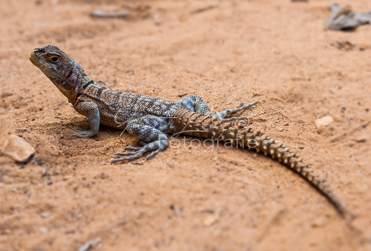 Stachelschwanz-Leguan (Opulurus cuvieri)