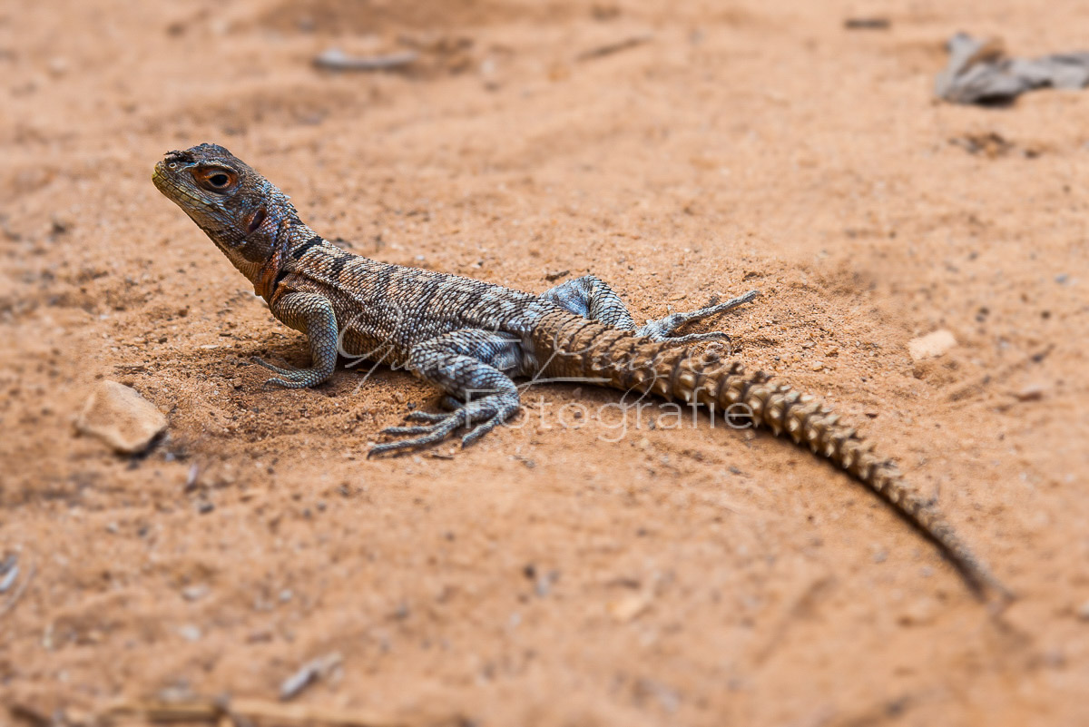 Stachelschwanz-Leguan (Opulurus cuvieri)