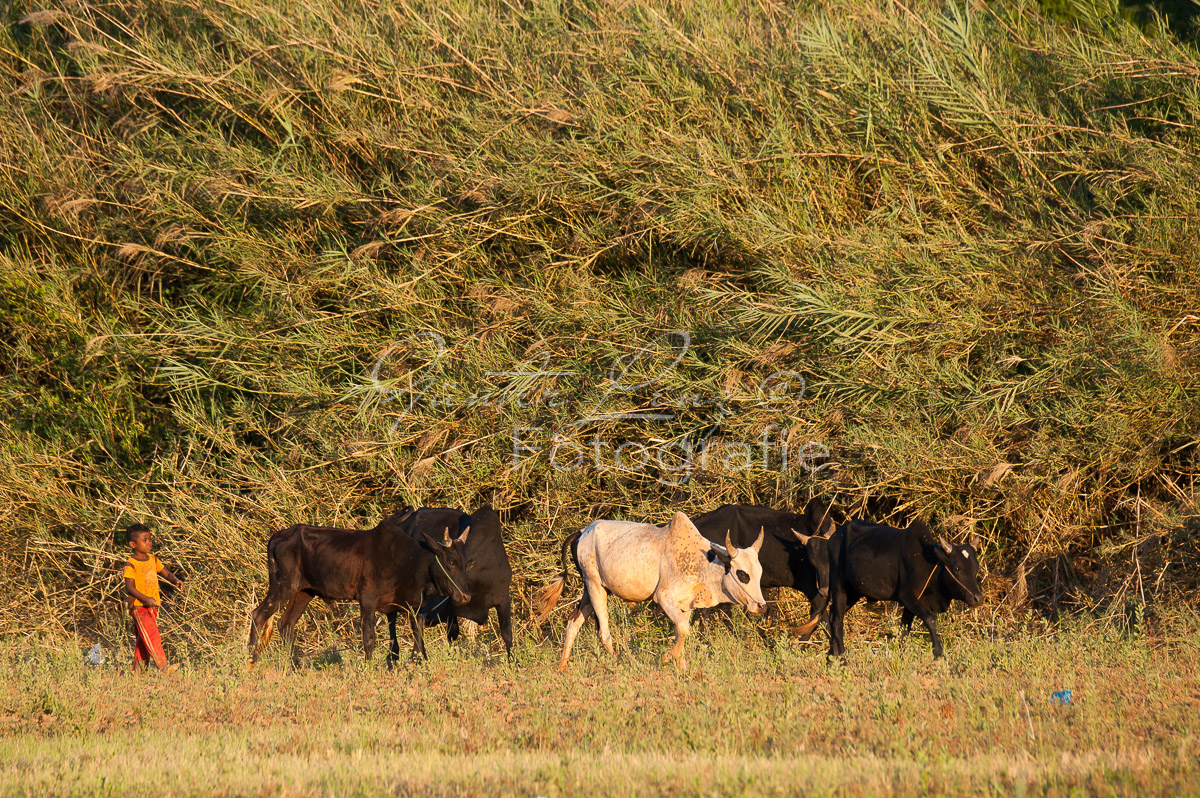 Bekopaka, Manambolo,