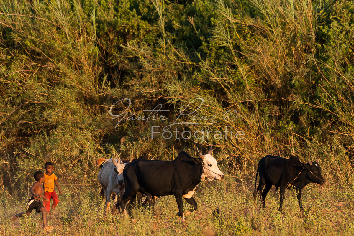 Bekopaka, Manambolo,