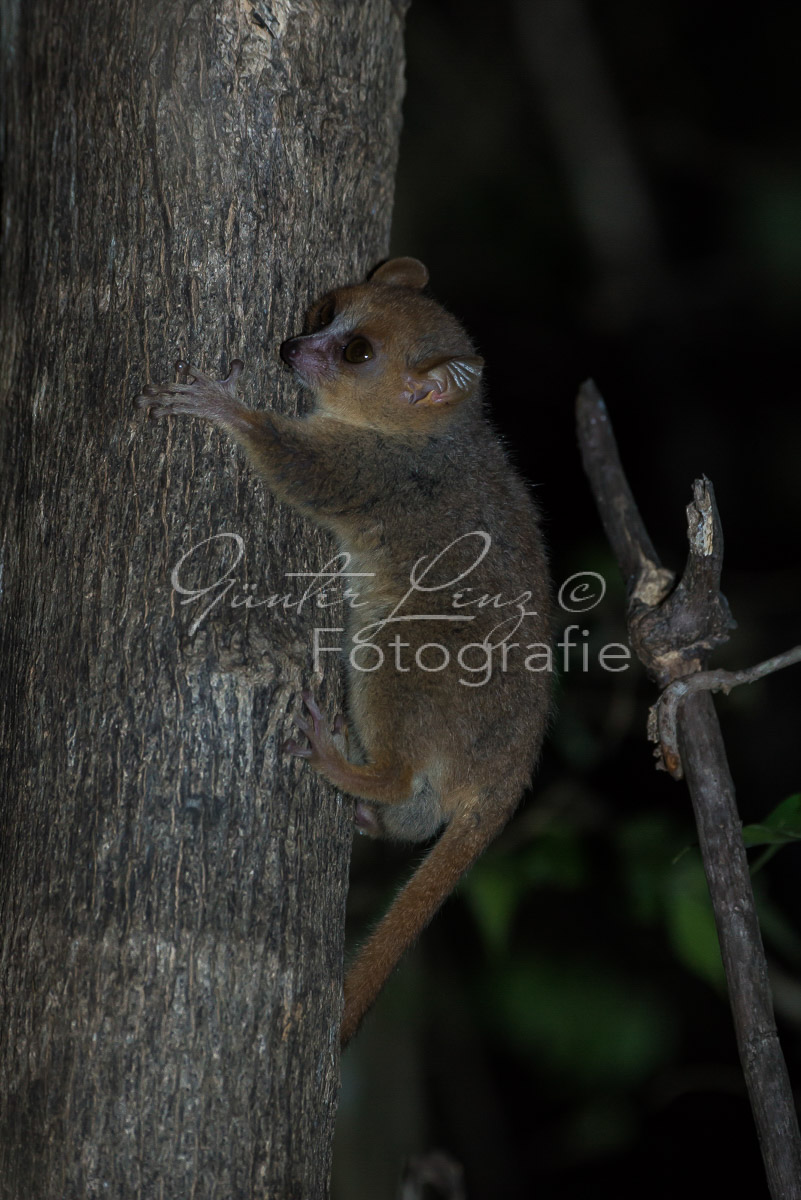 Grauer Mausmaki (Microcebus murinus)