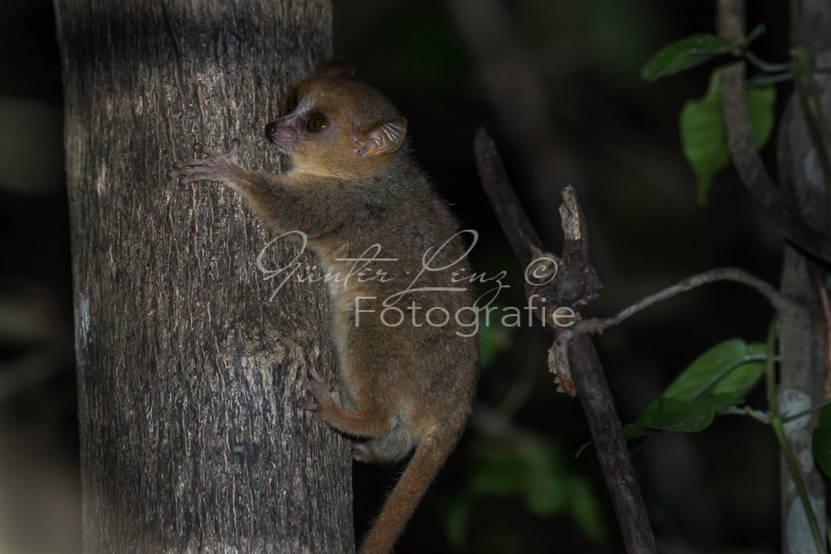 Grauer Mausmaki (Microcebus murinus)