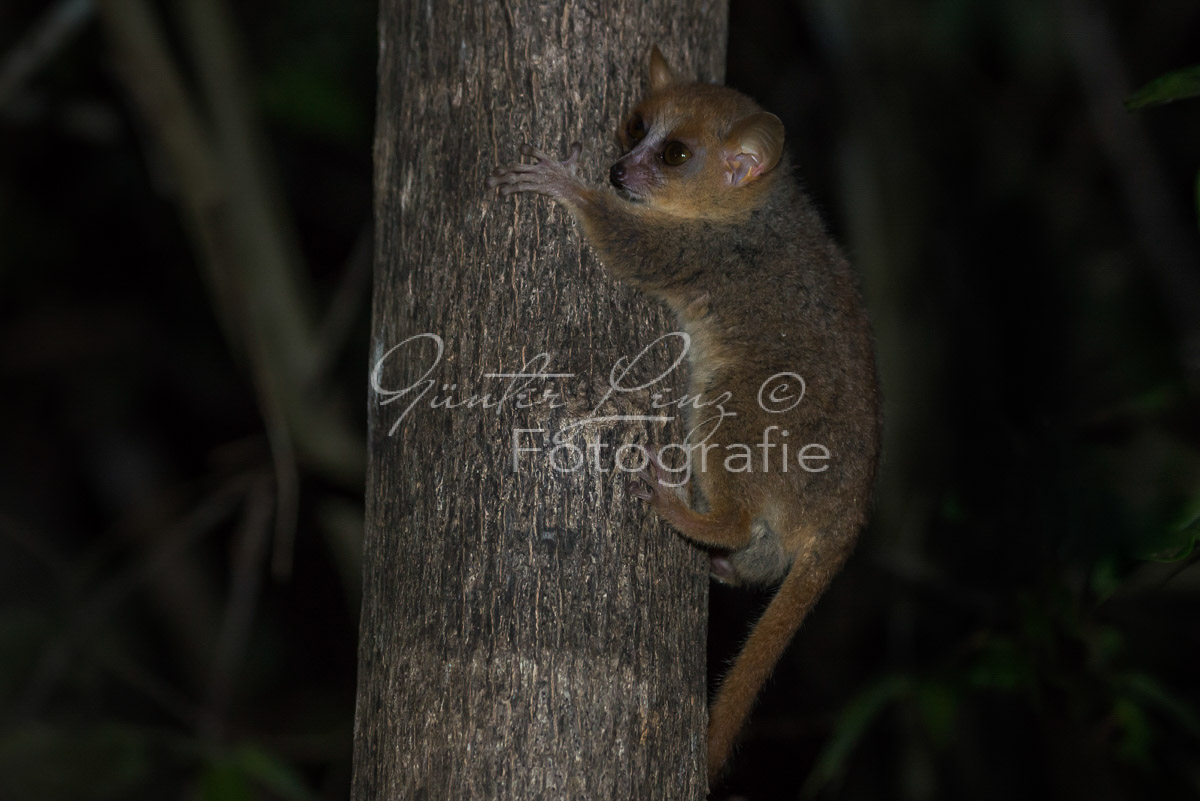 Grauer Mausmaki (Microcebus murinus)