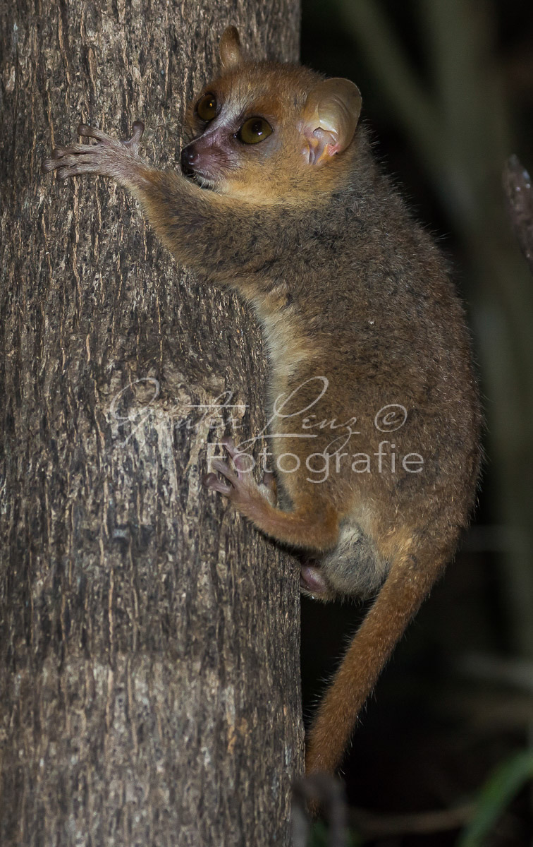 Grauer Mausmaki (Microcebus murinus)