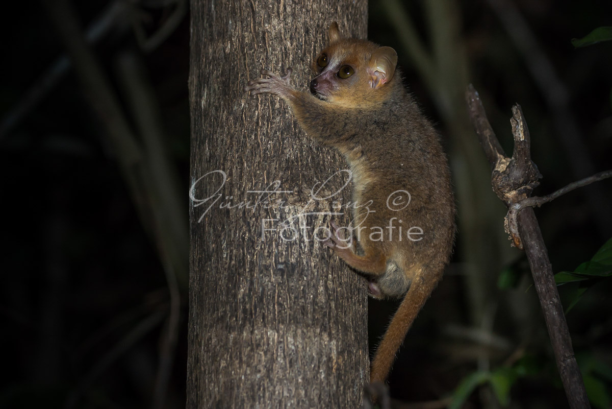 Grauer Mausmaki (Microcebus murinus)