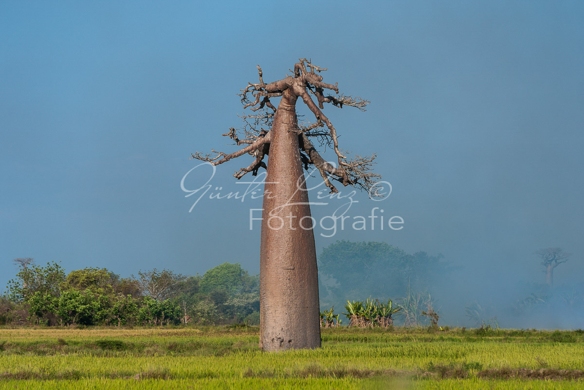 Baobaballee