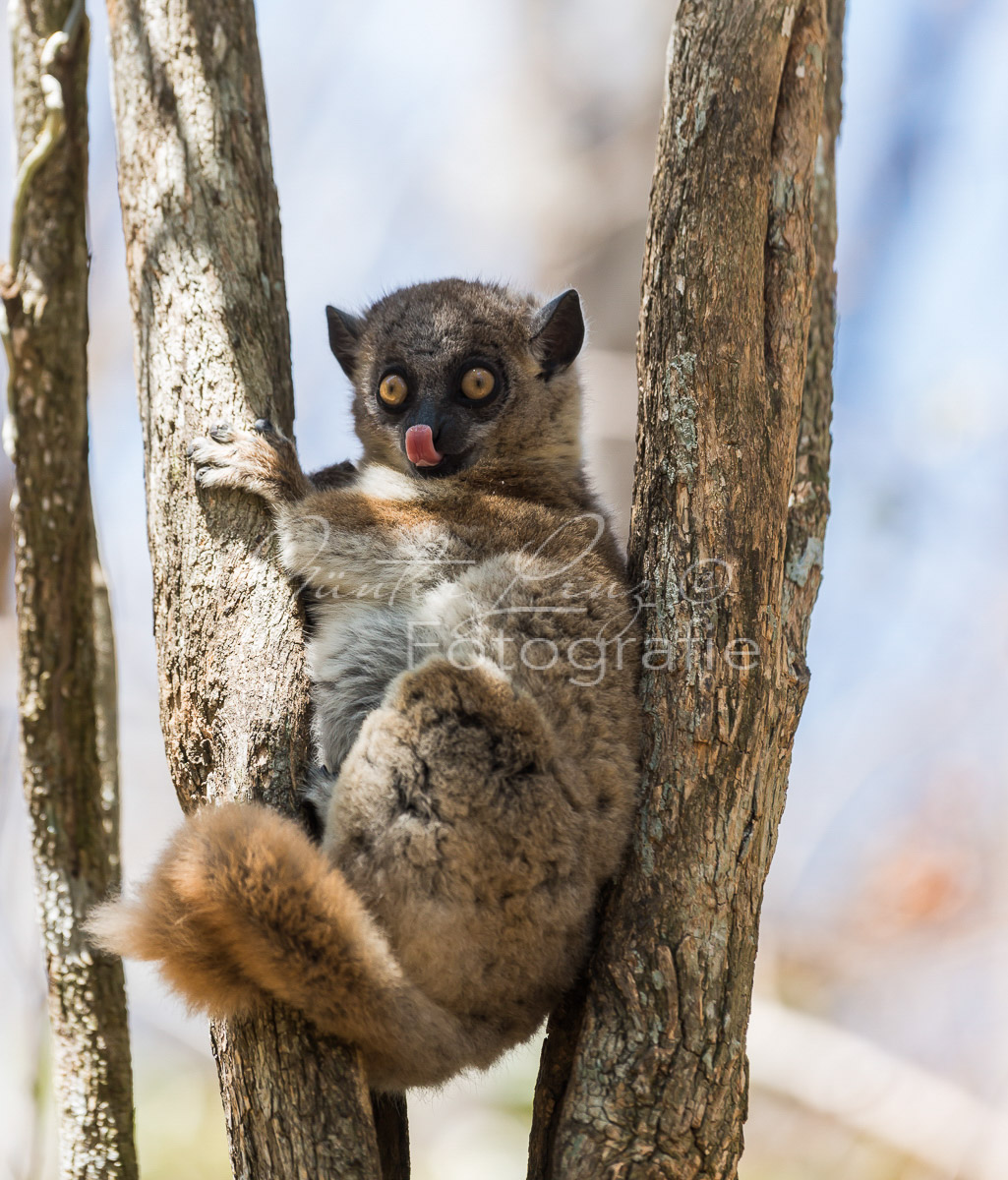 Hubbard-Wieselmaki (Lepilemur hubbardorum)
