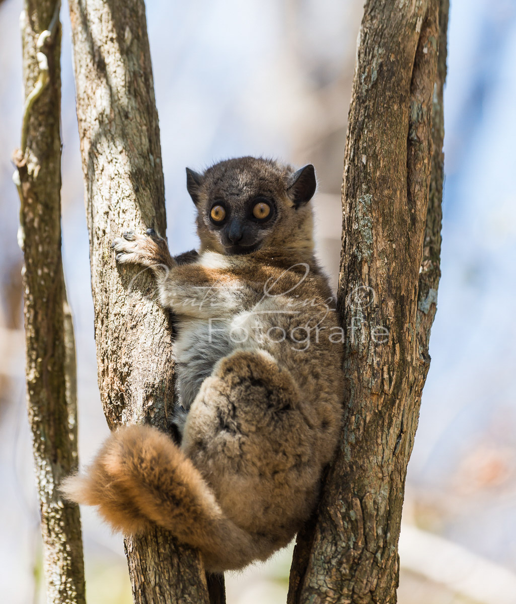 Hubbard-Wieselmaki (Lepilemur hubbardorum)