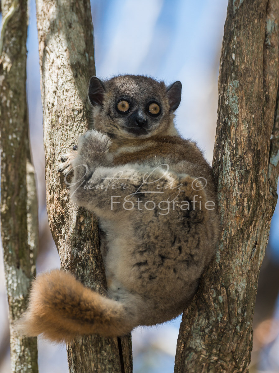 Hubbard-Wieselmaki (Lepilemur hubbardorum)