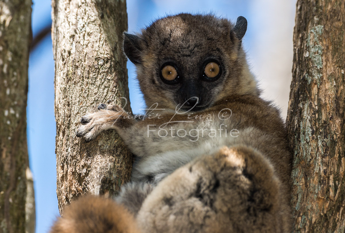 Hubbard-Wieselmaki (Lepilemur hubbardorum)