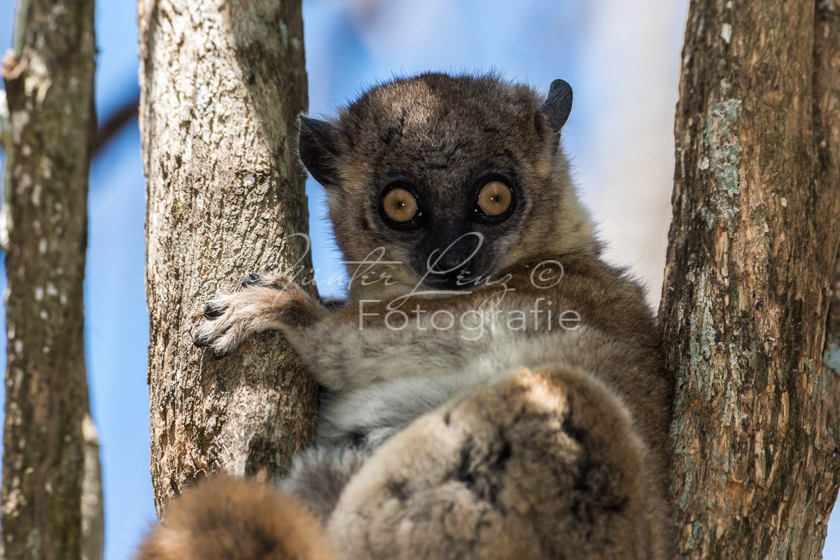 Hubbard-Wieselmaki (Lepilemur hubbardorum)