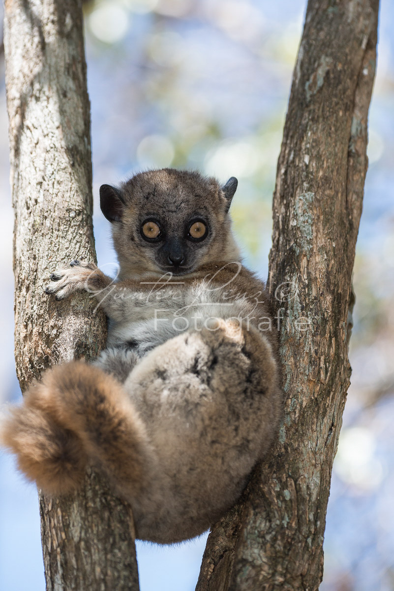 Hubbard-Wieselmaki (Lepilemur hubbardorum)