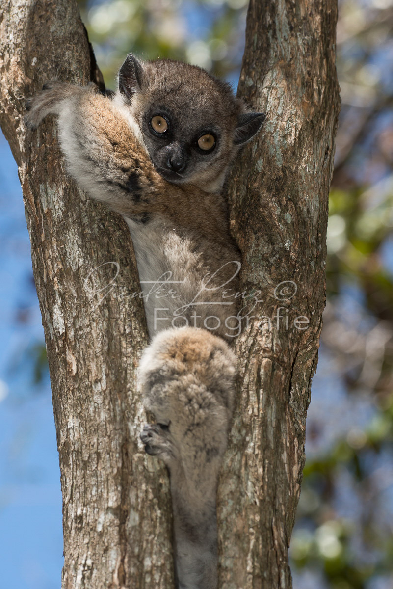 Hubbard-Wieselmaki (Lepilemur hubbardorum)