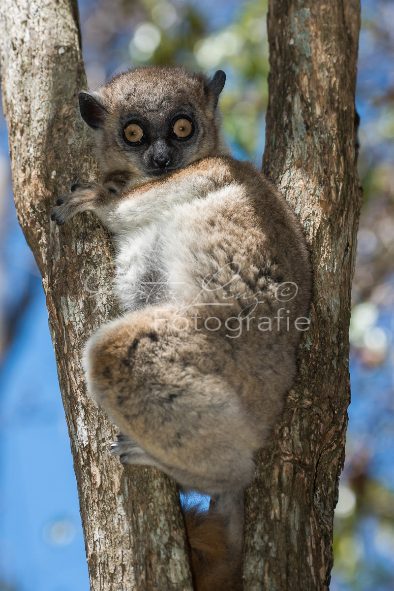 Hubbard-Wieselmaki (Lepilemur hubbardorum)