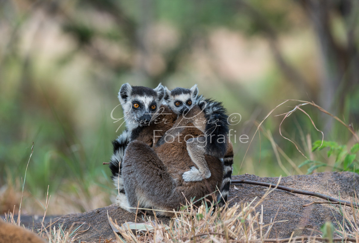 Katta (Lemur catta)