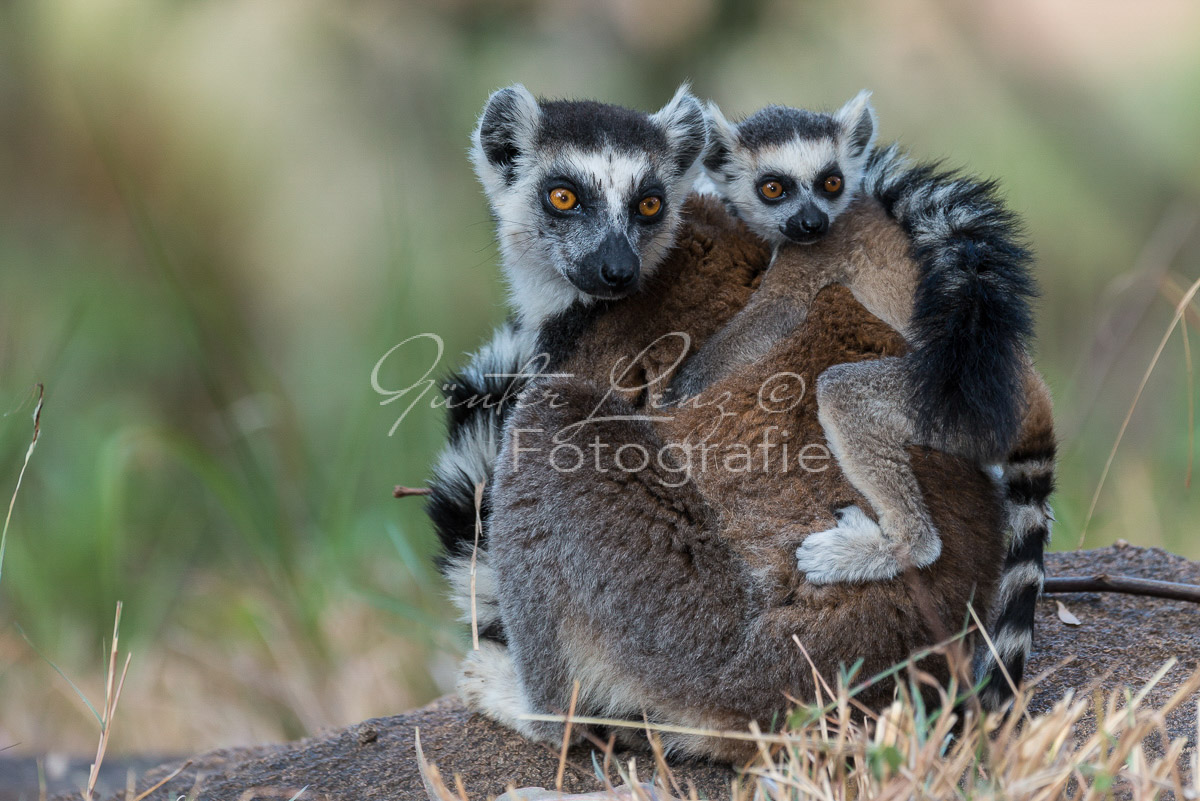 Katta (Lemur catta)