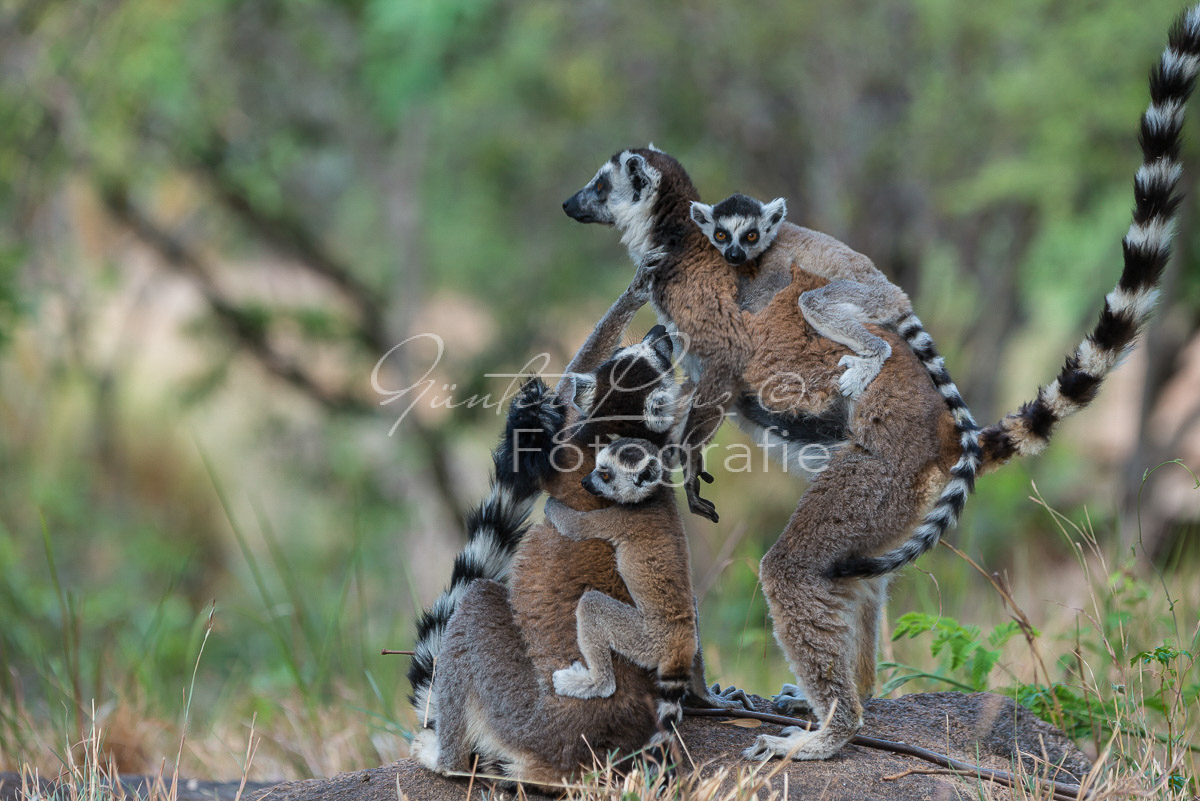 Katta (Lemur catta)