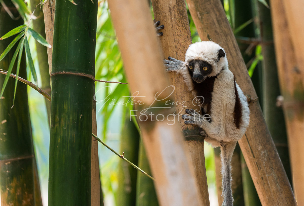 Madagaskar