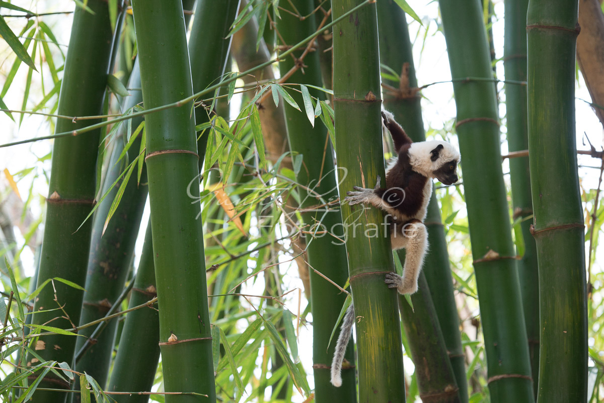 Madagaskar