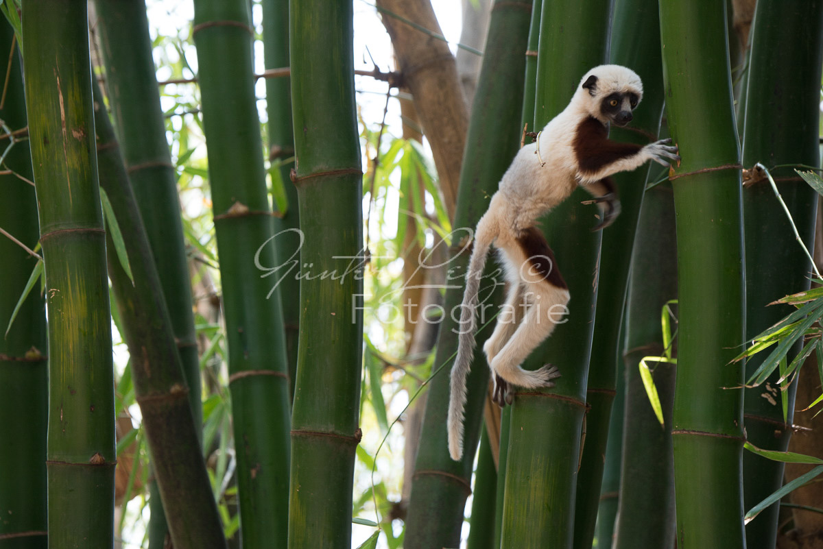 Madagaskar