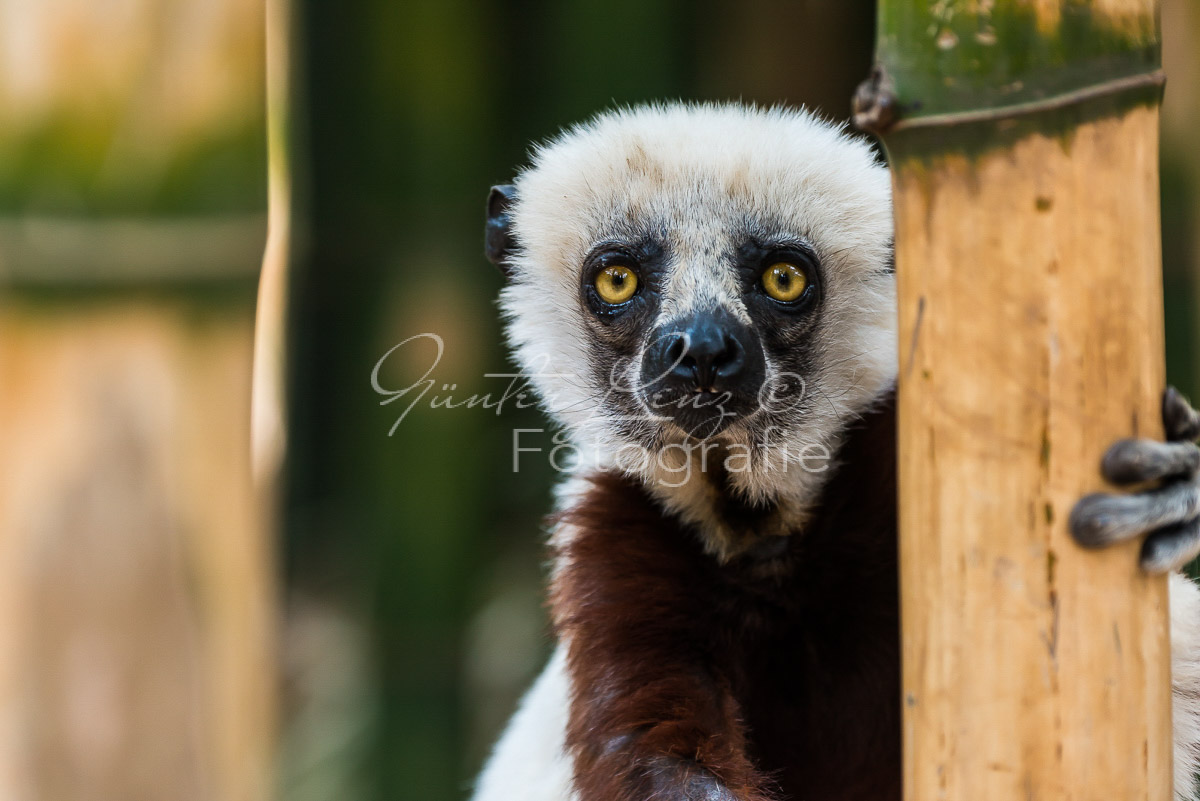Madagaskar