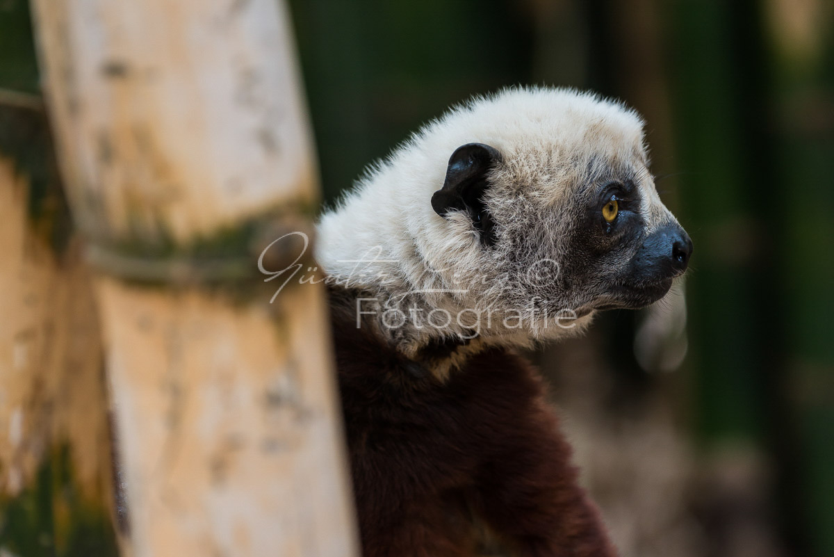 Madagaskar